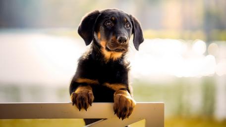 Adorable Puppy Portrait wallpaper