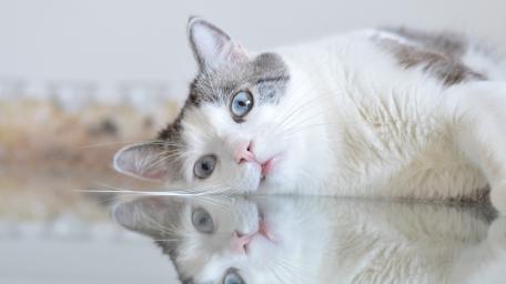 Serene Blue Eyed Kitten Reflection wallpaper