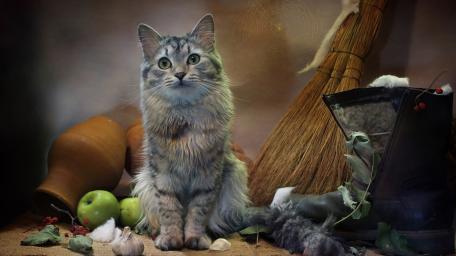 Gentle Tabby Cat in Rustic Still Life wallpaper