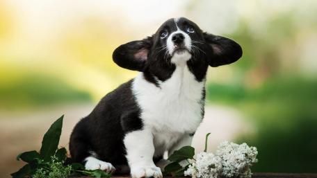 Playful Corgi Puppy in Soft Garden Light wallpaper