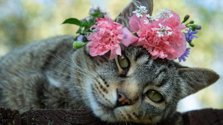 Flower Crown Tabby Cat Portrait wallpaper