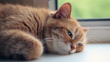 Peaceful Ginger Cat Resting By The Window wallpaper