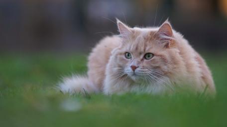 Fluffy Siberian Cat in Soft Green Grass wallpaper