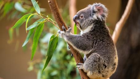 Baby Koala Climbing Eucalyptus Branch wallpaper