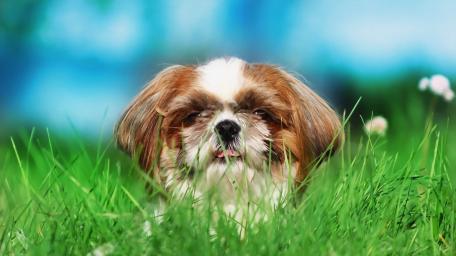 Playful Shih Tzu in Green Meadow wallpaper