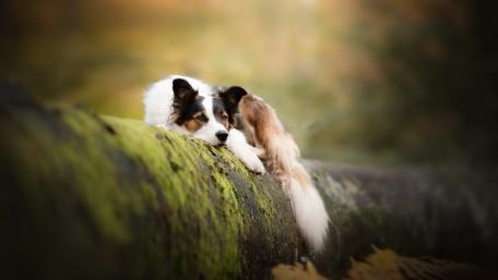 Border Collie Resting on Mossy Log wallpaper