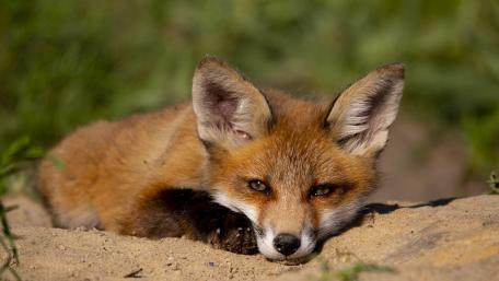 Gentle Fox Cub Resting in Sunlit Meadow wallpaper