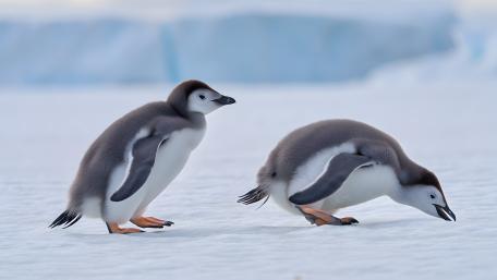Cute Penguin Chicks on Snowy Ice wallpaper