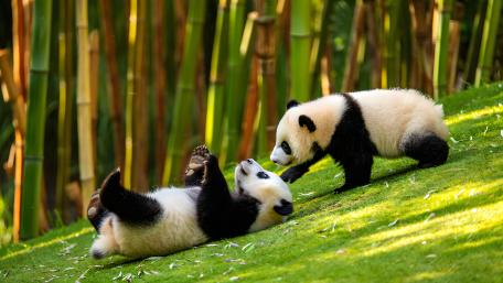 Playful Panda Cubs in Bamboo Garden wallpaper