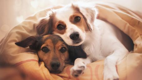 Cozy Puppy Cuddle Moment wallpaper