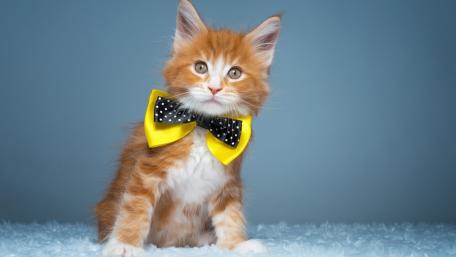 Elegant Ginger Kitten in a Polka Dot Bow wallpaper