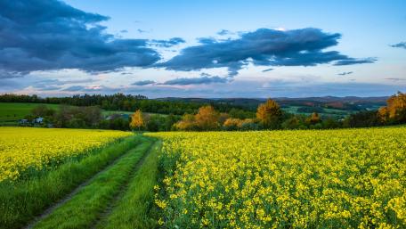 Golden Canola Fields Under a Sweeping Summer Sky wallpaper