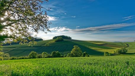 Sunlit Rolling Hills of Summer Fields wallpaper