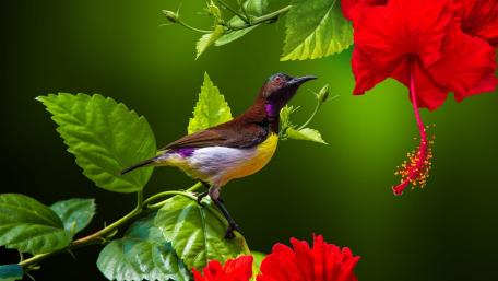 Vibrant Sunbird on Tropical Blooming Branch wallpaper