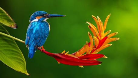 Azure Kingfisher on Tropical Bloom wallpaper