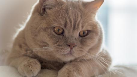 Calm British Shorthair Portrait wallpaper