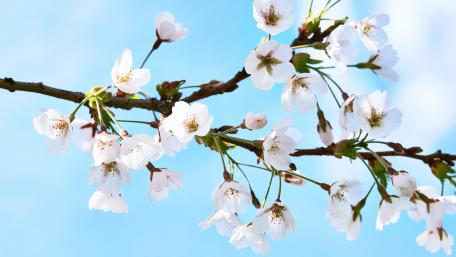 Spring Blossom Branches in Soft Blue Sky wallpaper