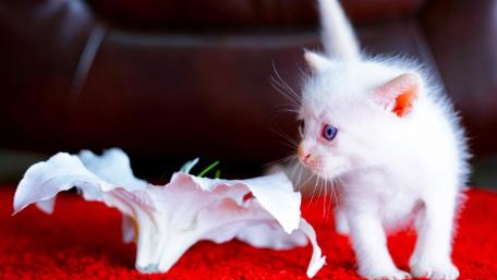 Blue Eyed White Kitten wallpaper