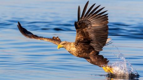 Majestic Eagle Rising from Water wallpaper