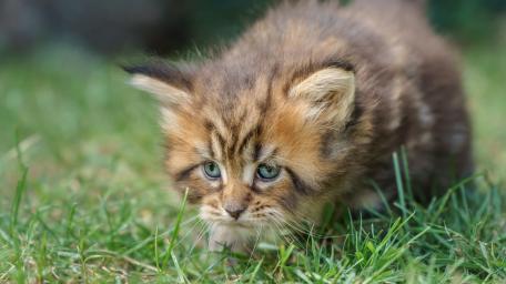 Adorable Kitten Exploring the Grass wallpaper