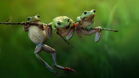 Playful Green Frogs on a Branch wallpaper