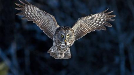 Majestic Great Grey Owl in Flight wallpaper