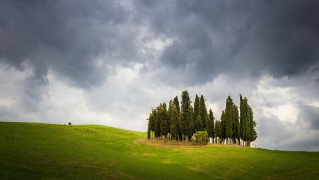 Stormy Tuscan Cypress Grove on Rolling Hills wallpaper