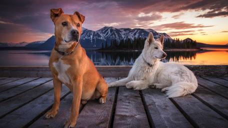 Golden Lake Sunset with Two Dogs wallpaper