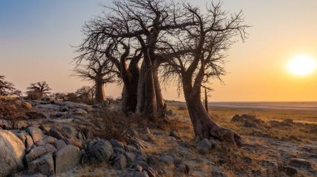 Sunset Baobabs Over Kubu Island wallpaper