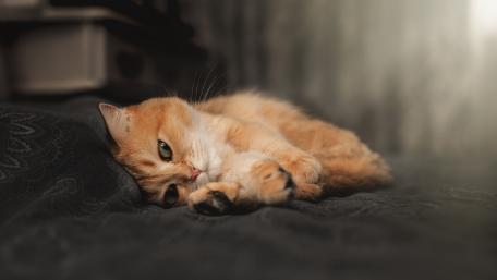 Sleepy Ginger Tabby in Cozy Rest wallpaper