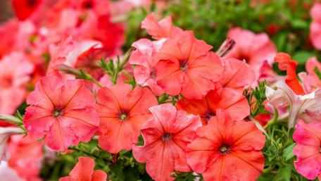 Coral Petunia Bloom Dreamscape wallpaper