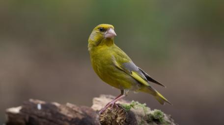 Bright Greenfinch Perched in Soft Forest Light wallpaper