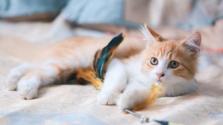 Playful Ginger Kitten Resting with Feather Toy wallpaper