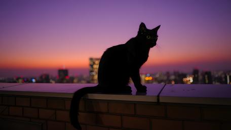 Black Cat Over The City wallpaper