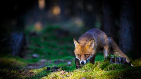 Stealthy Red Fox in Dark Woodland wallpaper
