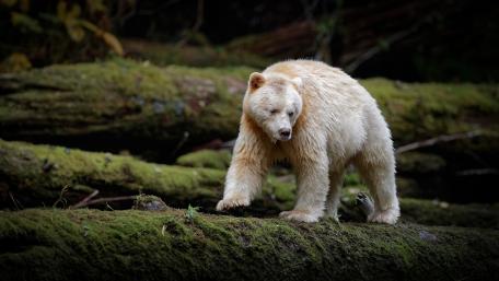 Spirit Bear in Mossy Forest wallpaper