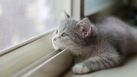 Dreamy Kitten by the Window wallpaper