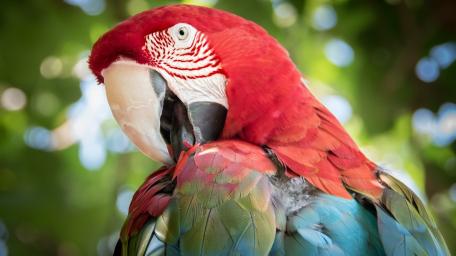 Vibrant Macaw Close Up wallpaper