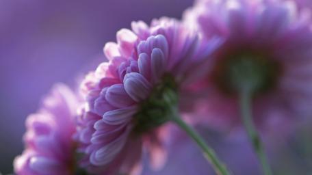 Soft Pink Chrysanthemum Bloom wallpaper