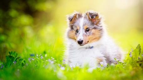 Cute Puppy in Sunlit Meadow wallpaper