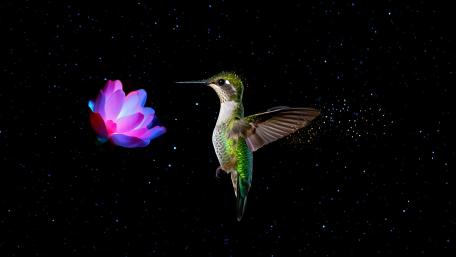Cosmic Hummingbird wallpaper