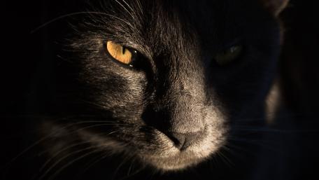 Golden Eye Black Cat wallpaper