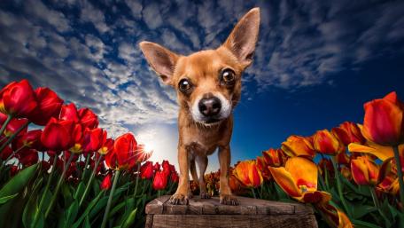 Charming Chihuahua in Tulip Bloom wallpaper
