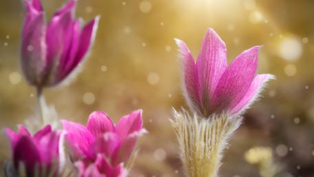 Golden Bokeh Pasque Flower Bloom wallpaper
