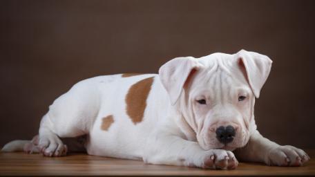Adorable American Pit Bull Terrier Puppy Relaxing wallpaper