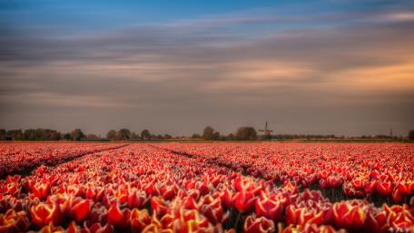 Sunset Tulip Field and Windmill wallpaper