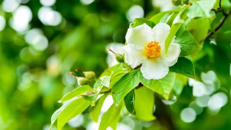 White Franklinia Blossom in Fresh Green Light wallpaper