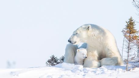 Polar Bear Mother and Cub in Winter wallpaper