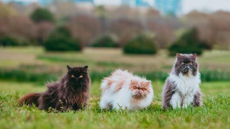 Elegant Persian Cats in a Meadow wallpaper
