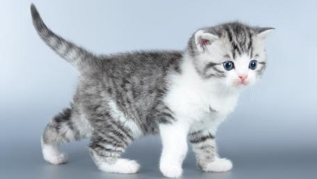 Adorable Tabby Kitten Standing Calmly On Soft Background wallpaper